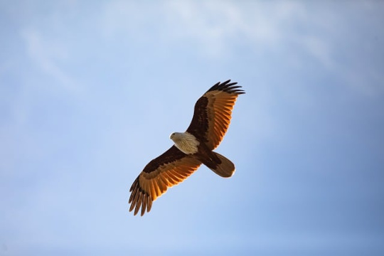 Lì dove si scopre amato senza merito e senza misura, lì dove si sperimenta portato «su ali di aquile», l’uomo può consegnare la vita per il vangelo e per la giustizia